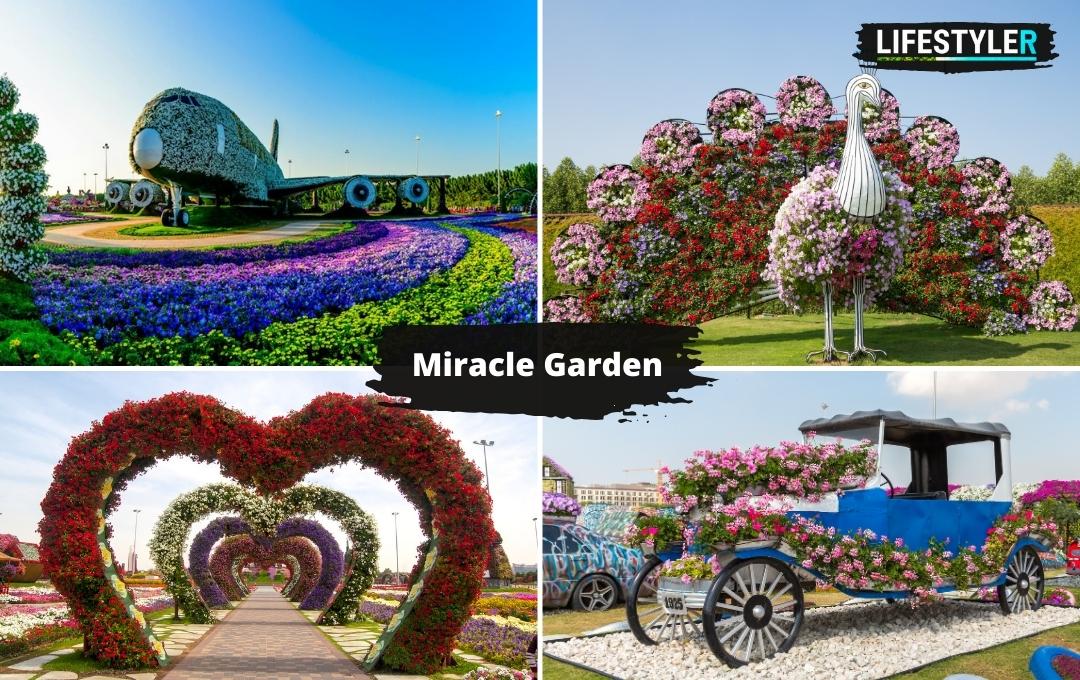 Miracle garden